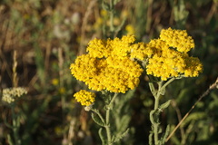 Achillea arabica