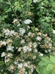 Spiraea × vanhouttei