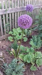 Allium giganteum