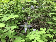 Clematis occidentalis