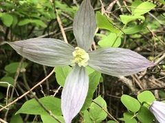 Clematis occidentalis