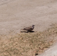 Streptopelia decaocto