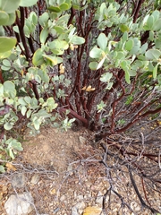 Arctostaphylos canescens