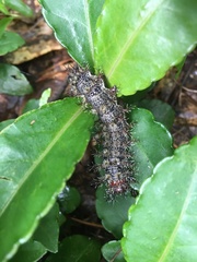Hemileuca maia