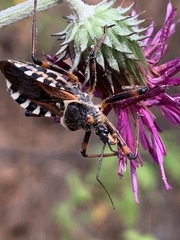Rhynocoris punctiventris