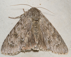 Acronicta impleta