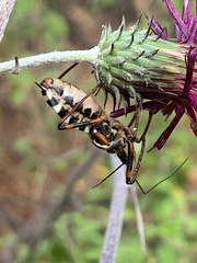 Rhynocoris punctiventris