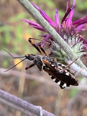 Rhynocoris punctiventris