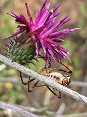 Rhynocoris punctiventris