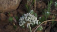 Allium amplectens