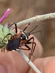 Rhynocoris punctiventris