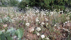 Allium amplectens