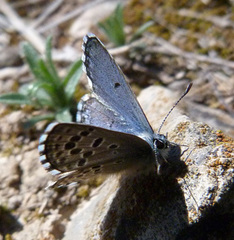 Pseudophilotes panoptes