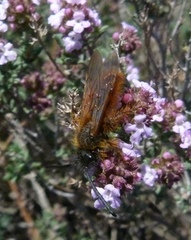 Dasyscolia ciliata