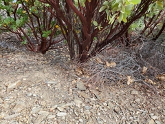 Arctostaphylos canescens