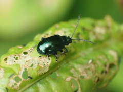 Altica cyanea