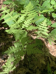 Phegopteris
