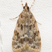 Many-spotted Scoparia Moth - Photo (c) Stott Noble, some rights reserved (CC BY-NC), uploaded by Stott Noble