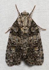 Acronicta increta