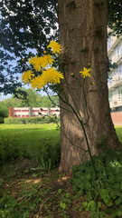 Crepis biennis