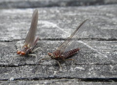 Ephemerella subvaria