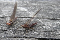 Ephemerella subvaria