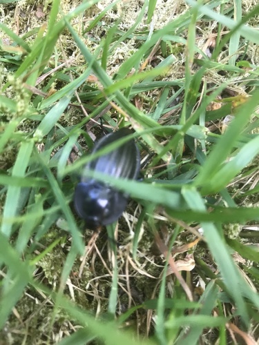 Silpha carinata, Lippenhuizen, Friesland, NL, photo 10 of 10