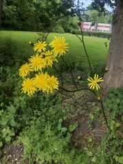 Crepis biennis