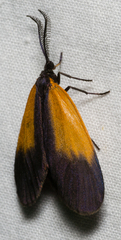 Pyromorpha dimidiata