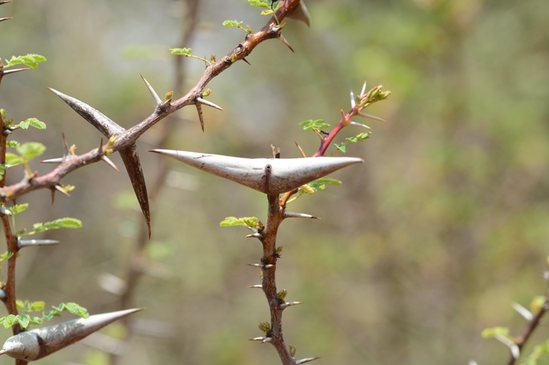 Robber Thorn