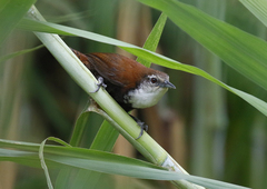 Pheugopedius fasciatoventris