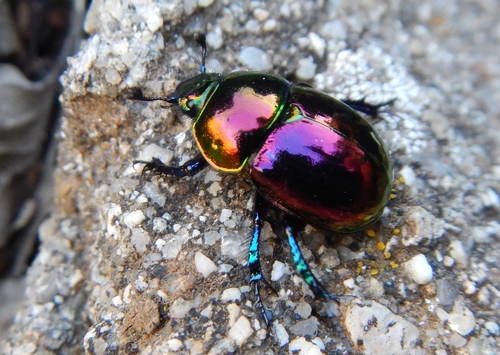 Heath Dumble Dor