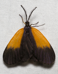 Pyromorpha dimidiata