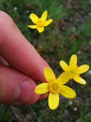 Ranunculus occidentalis