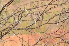 Vachellia horrida
