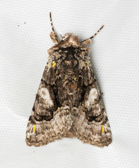 Behrensia conchiformis