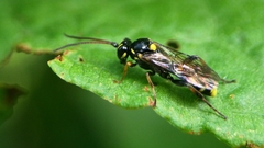 Listrodromus nycthemerus