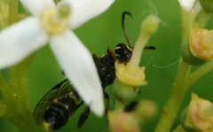 Listrodromus nycthemerus