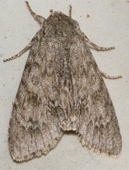Acronicta impleta
