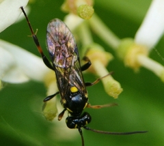 Listrodromus nycthemerus