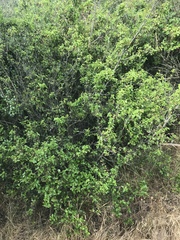 Prunus ilicifolia ilicifolia