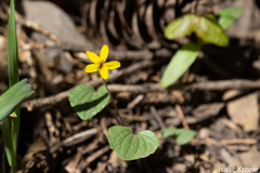 Viola utahensis