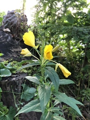 Oenothera pilosella