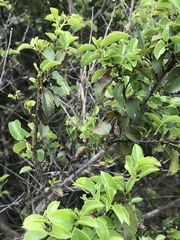 Prunus ilicifolia ilicifolia