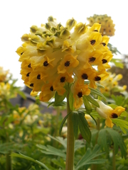 Corydalis nobilis