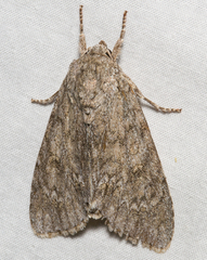 Acronicta impleta