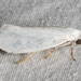 Bogus Yucca Moths - Photo (c) Stott Noble, some rights reserved (CC BY-NC), uploaded by Stott Noble