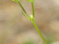 Valerianella rimosa