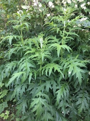 Echinops sphaerocephalus