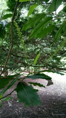 Prunus lusitanica